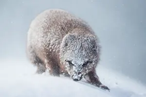 Blizzard Prints: Arctic fox (Vulpes lagopus) blue morph walking through blizzard