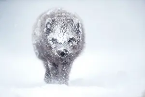 Blizzard Prints: Arctic fox (Vulpes lagopus) blue morph walking through blizzard