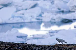Winter Coat Prints: Arctic fox (Vulpes lagopus) calling, with icebergs and water behind, Svalbard, Norway. May