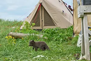 Iceland Prints: Arctic fox (Vulpes lagopus) cub