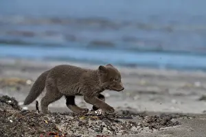 Iceland Prints: Arctic fox (Vulpes lagopus) cub