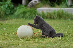 Iceland Prints: Arctic fox (Vulpes lagopus) cub