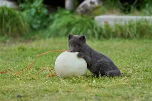 Iceland Prints: Arctic fox (Vulpes lagopus) cub