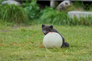 Iceland Prints: Arctic fox (Vulpes lagopus) cub