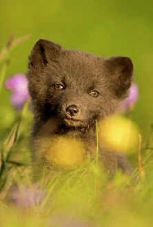 Images Dated 15th April 2020: Arctic fox (Vulpes lagopus) cub in meadow, portrait. Hornstrandir Nature Reserve, Iceland