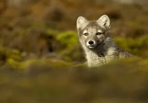 Arctic Fox (Vulpes lagopus) cub, Spitsbergen, Svalbard, July