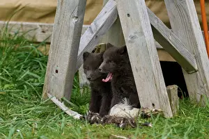 Iceland Prints: Two Arctic fox (Vulpes lagopus) cubs