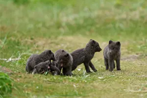 Iceland Prints: Arctic fox (Vulpes lagopus) cubs