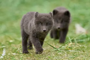 Iceland Prints: Two Arctic fox (Vulpes lagopus) cubs