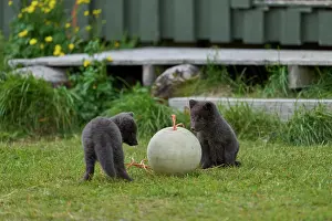 Iceland Prints: Two Arctic fox (Vulpes lagopus) cubs