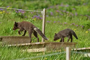 Iceland Prints: Two Arctic fox (Vulpes lagopus) cubs