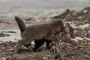 arctic-fox-vulpes-lagopus-cubs