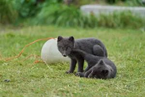 Two Arctic fox (Vulpes lagopus) cubs, aged 6 weeks, blue morph in summer coat, playing in campsite, Hornvik, Hornstrandir Nature Reserve, Iceland. July