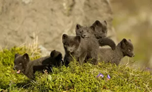 Images Dated 15th April 2020: Arctic fox (Vulpes lagopus) cubs playing. Hornstrandir Nature Reserve, Iceland, July