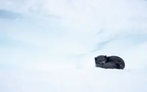 Curled Up Prints: Arctic fox (Vulpes lagopus) curled up, sleeping on snow, Iceland. March
