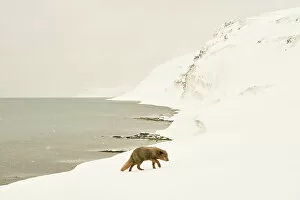 Moving Gallery: Arctic fox (Vulpes lagopus), female blue colour morph in winter coat