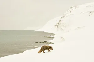 Fjords Prints: Arctic fox (Vulpes lagopus), female blue colour morph in winter coat
