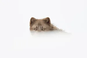 Christmas Prints: Arctic fox (Vulpes lagopus), female blue colour morph in winter coat