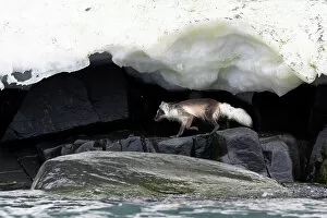 Alopex Lagopus Gallery: Arctic fox (Vulpes lagopus) hunting along rocky shoreline under overhanging ice, Svalbard, Norway