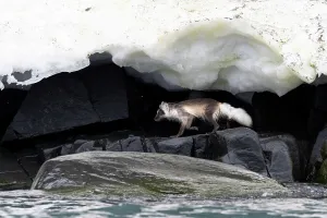 Svalbard Prints: Arctic fox (Vulpes lagopus) hunting along rocky shoreline under overhanging ice