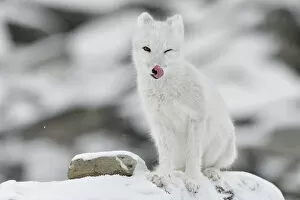 2019 April Highlights Gallery: Arctic fox (Vulpes lagopus), juvenile licking lips, winter pelage. Dovrefjell National Park, Norway