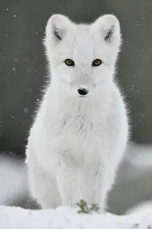 Arctic fox (Vulpes lagopus), juvenile looking at camera, portrait, winter pelage. Dovrefjell National Park, Norway. September