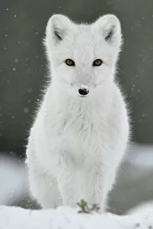 Christmas Gallery: Arctic fox (Vulpes lagopus), juvenile looking at camera, portrait, winter pelage