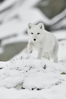 Arctic Fox Gallery: Arctic fox (Vulpes lagopus), juvenile running through snow, winter pelage. Dovrefjell National Park
