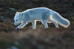 Carnivora Gallery: Arctic fox (Vulpes lagopus) juvenile sniffing ground, winter pelage. Dovrefjell National Park