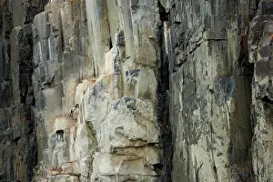 Brave Prints: Arctic fox (Vulpes lagopus) leaping up vertical rock face