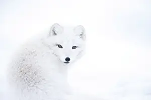 Christmas Prints: Arctic fox (Vulpes lagopus) looking over its shoulder, portrait, Iceland. March