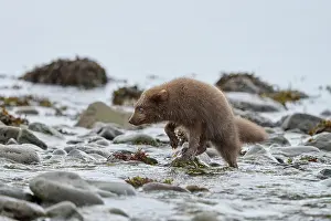 Winter Coat Prints: Arctic fox (Vulpes lagopus) male