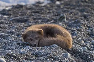 Winter Coat Prints: Arctic fox (Vulpes lagopus) male