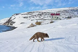 Winter Coat Prints: Arctic fox (Vulpes lagopus) male
