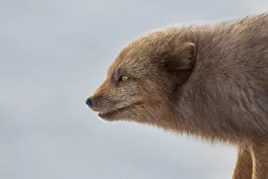 Winter Coat Prints: Arctic fox (Vulpes lagopus) male