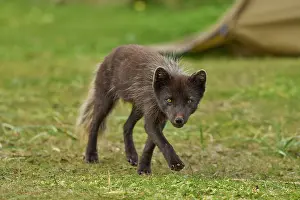 Iceland Prints: Arctic fox (Vulpes lagopus) male