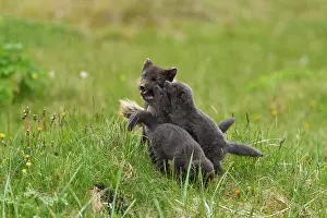 Iceland Prints: Arctic fox (Vulpes lagopus) male