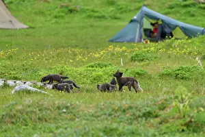 Iceland Prints: Arctic fox (Vulpes lagopus) male