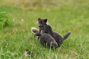 Iceland Prints: Arctic fox (Vulpes lagopus) male