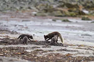 Iceland Prints: Arctic fox (Vulpes lagopus) male