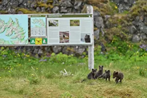 Iceland Prints: Arctic fox (Vulpes lagopus) male