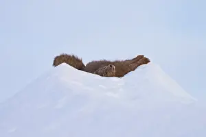 Lying Down Prints: Arctic fox (Vulpes lagopus) male blue morph in winter coat