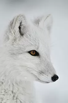 Animal Eye Gallery: Arctic fox (Vulpes lagopus) portrait of juvenile, winter pelage. Dovrefjell National Park, Norway