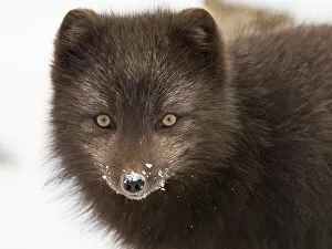 Arctic fox (Vulpes lagopus) portrait with snow on its nose, blue morph in winter coat