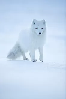 Scandinavia Collection: Arctic Fox (Vulpes lagopus) portrait in winter coat, Svalbard, Norway, April