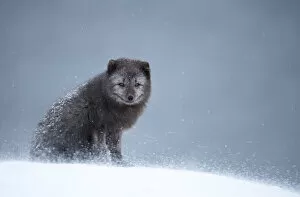 2020 Christmas Highlights Collection: Arctic fox (Vulpes lagopus) resting in snow. Hornstrandir Nature Reserve, Iceland
