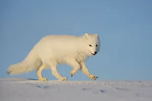 Arctic Fox Gallery: Arctic fox (Vulpes lagopus) running across snow, Taymyr Peninsula, Siberia, Russia