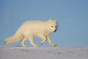 February 2022 Highlights Collection: Arctic fox (Vulpes lagopus) running across snow, Taymyr Peninsula, Siberia, Russia
