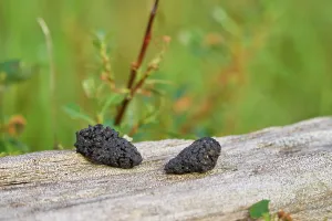 Faeces Prints: Arctic fox (Vulpes lagopus) scat comprised entirely of beetle and insect cases