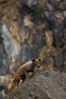 Arctic Fox (Vulpes lagopus semenovi), in dark summer pelage, patrolling cliffside